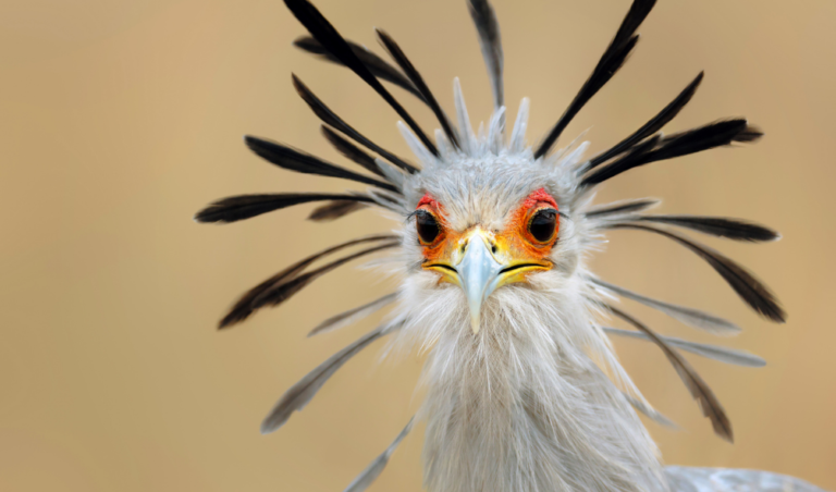 【セルフイメージがアップ？！】二重人格のすすめ【自己肯定感も上がるよ！】 自己啓発は自分へのごほうび？！｜自己